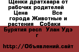 Щенки дратхаара от рабочих родителей › Цена ­ 22 000 - Все города Животные и растения » Собаки   . Бурятия респ.,Улан-Удэ г.